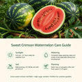 Red Watermelon Live Plant Seedling for Outdoor Garden and Home Growing, Fresh Watermelon Plant 3-6 Inch Tall, Fruit Plant in Pot