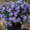 Set 2 Live Aster Plants, Colorful Fall-Blooming Aster Flowers, Flower Beds and Outdoor Growing 3-5 Inch Tall