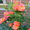 Roses Plant Live, in Pot, Fragrant Roses Flowers, Everblooming Ornamental Garden (Orange)