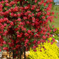 Major Wheeler Climbing Honeysuckle Plant Live, Fragrant Honeysuckle Plants Vine Bushes in 2.5 Inch Pot