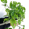 2 Monstera Plants Live, Live Monstera Plants, Swiss Cheese Plant Live Indoor, 4 to 5 Inc Tall