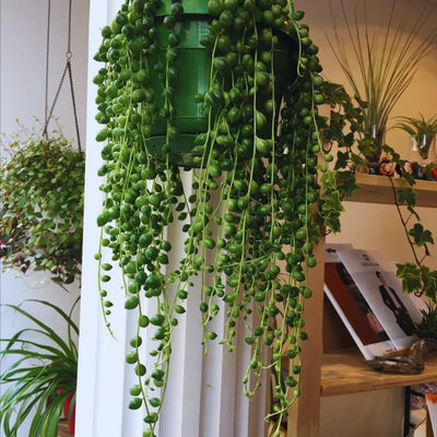 String of Pearls Plant Live, Variegated String of Pearls Plant Live, Succulent Vine Plant Live for Hanging Baskets, 4 Inches Pot