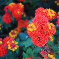 Set 3 Lantana Plants Live, Red Lantana Flower Live Plants Well Rooted from 4 Inc Tall