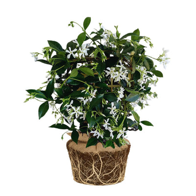 2 Star Jasmine Live Plants, Blooming Jasmine Plants Live, 5 to 7 Inc Height, Fragrant Flower Plant