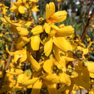 Forsythia Plants Live in Pot, 8 to 10 Inch Tall Lynwood Gold Forsythia Plant Potted, Forsythia Plants for Indoor Outdoor Garden