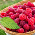 04 Raspberry Plants Live for Planting, Outdoor Spring Fast-Growing, 4-6" Sweet Berry Fruits Seedlings (Red Thornless Raspberry)