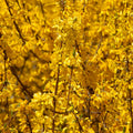 Dormant Forsythia Plant in 4 Inch Pot, Early Spring Blooming Shrub for Garden, Lynwood Gold Forsythia Bush Well Rooted