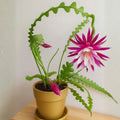 Fishbone Cactus Plants Live for Hanging Basket, Starter Size 2" Pot, Houseplants Epiphyllum Plant, RIC Rac Cactus Plants Live, Pink White Blooms