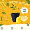 4 Months Old Meyer Lemon Tree Live Plant Seedling Potted, Starter Plant 2 to 3 Inch Tall, Tropical Fruit Outdoor Plant Zones 5-9, Yellow Lemon Lime, Very Hardy, Fragrant Citrus