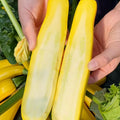 Set 4 Zucchini Plants Seedlings, 4 to 6 Inches Tall, Live Yellow Squash Zucchini Plants for Planting