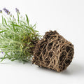 4 Lavender Plants Live Outdoor Indoor, Cold Hardy Fragrant Perennial Herb for Garden and Landscape, 4-8 Inch Tall (Phenomenal Lavender)