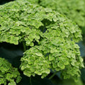 Cold Hardy Hydrangea Live Plant Tree, 5"-10" Hydrangea Bush Live Shrub Starter Plants, Dormant in Winter, Green to White Color Blooms