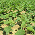 Rare Shape Female Kiwi Plants Live for Planting, Size Starter from 5 to 10 Inches Tall, Berry Vine, Cold Hardy Edible Fruit Vines for Home Garden