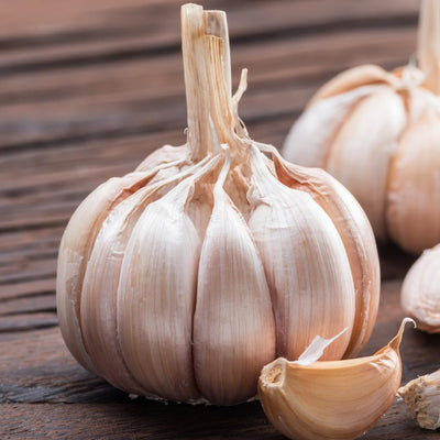 1 Pound Hard Neck Garlic for Planting in Fall, White Garlic Bulb for Planting, Fresh and High Yield, Cold Hardy, Planting Softneck Hardneck