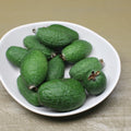 Pineapple Guava Live Plant, Sweet Tropical Fruit Plant 4–6 Inches Tall, Well Rooted, Ready to Grow