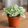 Polka Dot Live Plant, Polka Dot Plant, Small Indoor Plants, 2.5 Inches Pot for Indoor or Outdoor Houseplant (White)