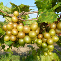 Grape Vine Live Plant 1-2 Year Old, Sweet Grape Plant Live for Growing, Grape Fruit Well Rooted Plant Bareroot (Sweet Muscadine Grape)