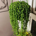 String of Pearls Plant Live, Variegated String of Pearls Plant Live, Succulent Vine Plant Live for Hanging Baskets, 4 Inches Pot