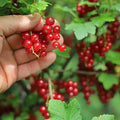 Red Currant Live Fruit Plant, 10-12" Tall Starter Shrub for Garden, Patio, and Outdoor Spring Growing