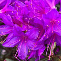 1-2 Ft Rhododendron Plants Live Bush Shrubs in 1 Gallon Pot for Planting, Azalea Bush Ready Plant, Live Rhododendron Plant Azalea (Purple Violet)