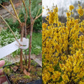Dormant Forsythia Shrub Plant Live, Vibrant Yellow Flowers Forsythia Bush in Quart Pot, Outdoor Growing