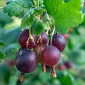 Gooseberry Currant Bush Live Plant, Sweet Gooseberry Plant Live for Planting, Edible Berries 5-9 Inch Tall