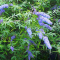 Potted Butterfly Bush Live Plant, 5-9" in Tall, Cold Hardy, Spring Outdoor PlantingBlooms Summer to Fall, Dormant in Winter (Blue Buddleia Plant)