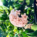 Hoya Hindu Rope Plant Live, Hoya Plant Live Houseplants 3 Inches Potted
