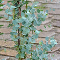 Baby Blue Eucalyptus Plant in 2.5 Inch Pot, Fragrant Silver-Blue Foliage Eucalyptus Tree Starter, Indoor and Garden Growing