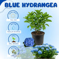 Blue Hydrangea Bush Live Plant, Hardy Flower Shrub, 1-1.5 Ft Tall