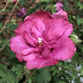 Magenta Rose of Sharon Plant Live 4 Inch Container, Hardy Hibiscus Plant Live for Planting, Althea Hibiscus Syriacus Flowers