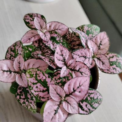 Pink Polka Dot Plant Live, Polka Dot House Plant Grow in 3 Inches Pot