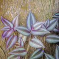 Wandering Jew Live Plant Indoor, Silver Purple Wandering Jew Plant, Live Vine Plant Indoor for Planting, 2.5 Inch Pot
