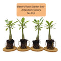 2 Mix Desert Rose Live Plant, Succulent Cactus Plant, Adenium Desert Rose Plant Live, Colorful Bonsai Tree, 4 to 8 Inches Tall