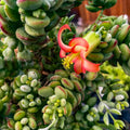 Cotyledon Pendens Succulent Plant 4 Inch Pot, Trailing Succulent Houseplant