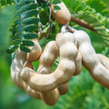 Tamarind Tree Live Plant for Planting, 5 to 8 Inc Tall, Tamarind Plant Outdoors
