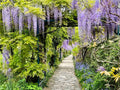 Purple Wisteria Vine Plant, Wisteria Tree Live, 2.5 Pot, 6 to 13 Inc Tall, Well Rooted, Ready to Plant
