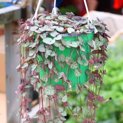 Variegated String of Hearts Plant Live, Trailing Succulent Plants 2.5 Inch Pot, Succulent Houseplants for Indoor Planting