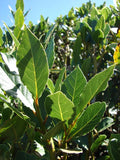 Sweet Bay Laurel Herb Plant, 1 Year Old Laurus Nobilis, 8"-10" from Bottom Pot Bay Leaf Live Plant, Zone 8-11, Bay Leaf Tree for Indoor Outdoor Planting