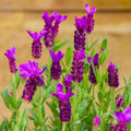 2 Plugs Lavender Plants Live Starter Plants 1-3" in Tall, Hardy Perennial Lavender for Garden and Landscape with Fragrant Purple Blooms, No Pot (Blue)