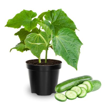Set of 2 Live Green Cucumber Plants, 3 to 5 Inches Tall, Cucumber Plants Live, 4 Inches Pot, Cucumber Live Plants, Cucumber Starter Plants for Growing, Easy to Plant