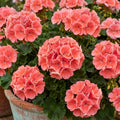 Salmon Geranium Live Plant in 4 Inch Pot, 4-6 Inch Tall Flowering Geranium Plant - Colorful Garden, Patio, and Container Flower Plant