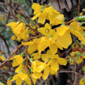 Forsythia Plant in 4 Inch Pot, 8-12 Inch Tall, Yellow Forsythia Shrub Plant Live, Forsythia Tree for Landscaping and Gardening, Well-Rooted
