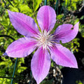 Pink Clematis Vine Plant Live for Planting, Fragrant Clematis Plant Live in 2.5 Inches Pot, Clematis Flowers Perennial