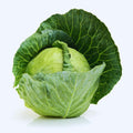Cabbage Plant Live Pot, Vegetable Plants Live Small Plant, Cabbage Live Plant Garden