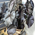 2 Black Colocasia Live Plants, Alocasia Elephant Ear Live Plant for Growing, 4-6" Tall, Cold Hardy, Indoor Outdoor Planting