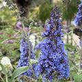 Light Blue Butterfly Bush Live Shrub Plant Shrub, Buddleia Bush Well Rooted, 5 to 10 Inc Tall