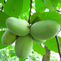 Pawpaw Live Plant, Home Garden Fruit Tree, 8-12 Inch Tall