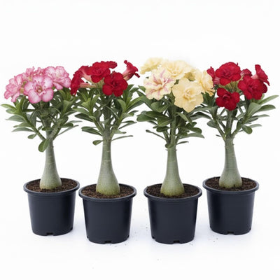 2 Mix Desert Rose Plant Live, Assorted Adenium Desert Rose Flowers, Perennial Flowers Succulent Plant, Vibrant Colorful Bloom, 4 to 7 Inch Tall, Well Rooted