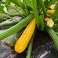 2 Squash Plants Live, 3 to 6 Inch Tall, Zucchini Plants Live, Yellow Squash Zucchini Seedlings, 4 Inch Pot